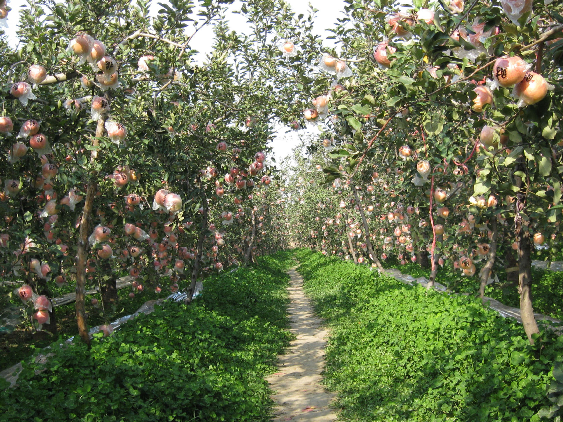 山西运城客户向我公司订购300吨苹果有机肥