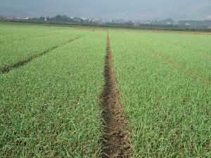 庆祝本公司与山东济南大蒜种植户签订500吨有机肥合同