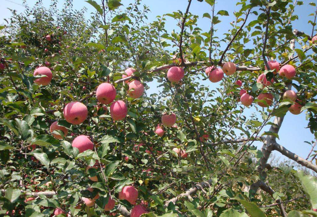 庆祝本公司与陕西洛川苹果种植合作社签单成功